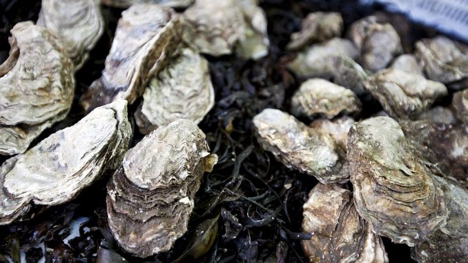 Wegen des Nachweises von Norviren und einer deshalb erfolgten behördlichen Anordnung werden Austern aus der Normandie zurückgerufen. (Foto: Stockunlimited)