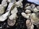 Wegen des Nachweises von Norviren und einer deshalb erfolgten behördlichen Anordnung werden Austern aus der Normandie zurückgerufen. (Foto: Stockunlimited)